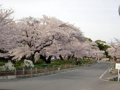 サイクリング桜２０１３０４０１.jpg