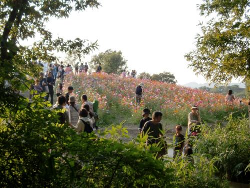 万博公園　花の丘.jpg