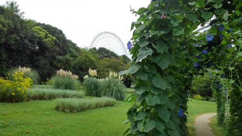 万博公園夏の花八景.jpg