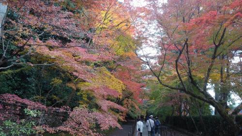 光明寺（紅葉トンネル）.jpg