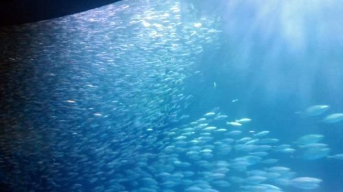 名古屋港水族館（イワシの渦）.jpg