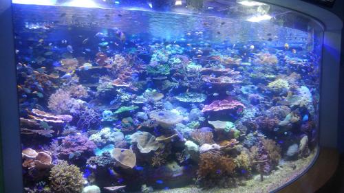 名古屋港水族館（サンゴ　実物）.jpg