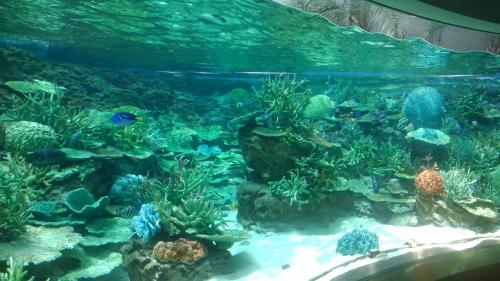 名古屋港水族館（サンゴ、フェイク）.jpg