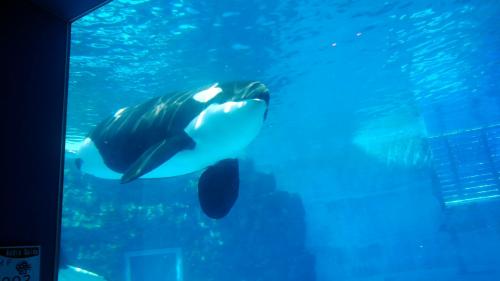 名古屋港水族館（シャチ）.jpg