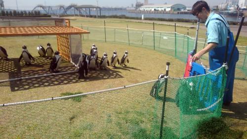 名古屋港水族館（ペンギン）.jpg