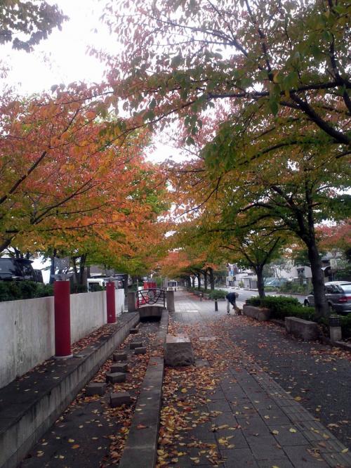 向日市の紅葉.jpg