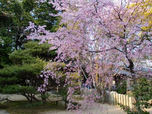 向日神社桜.jpg