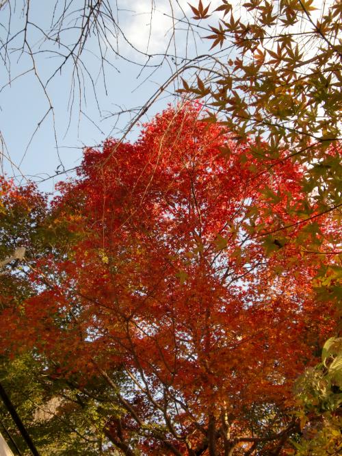 哲学の道紅葉.jpg