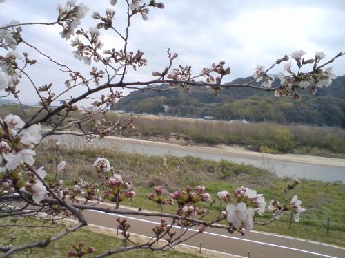 大山崎桜2013.3.jpg