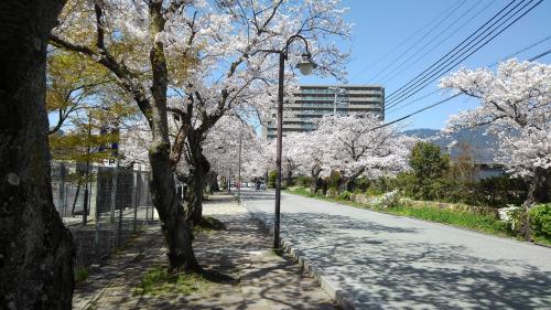 大津京桜.jpg