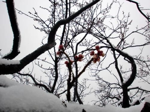 天満宮2014雪3.jpg