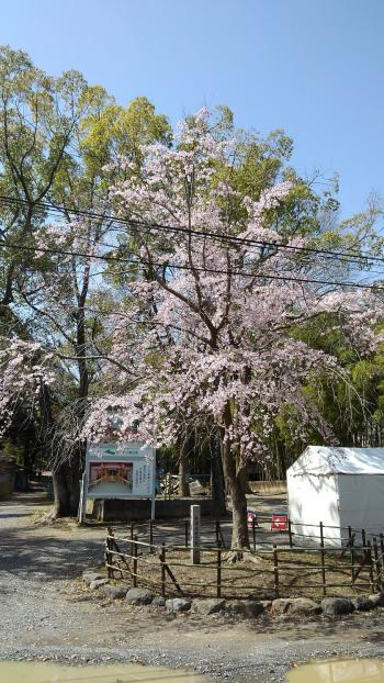 天神しだれ桜2018.jpg