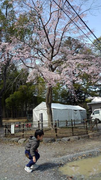 天神桜201803.jpg