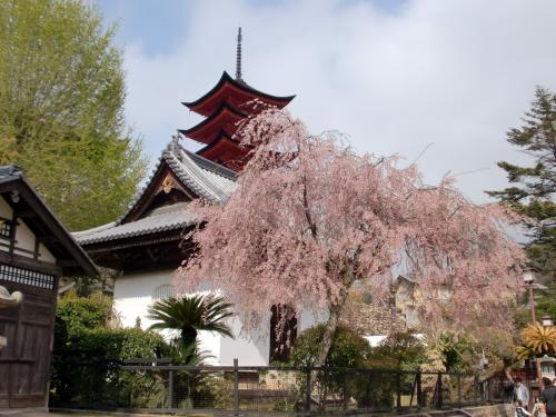 宮島桜、五重塔.jpg