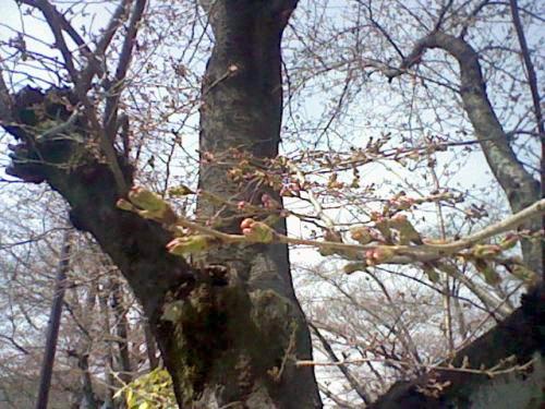 桜つぼみ.jpg