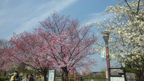 梅小路公園桜１.jpg