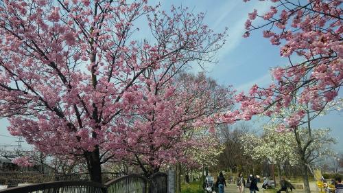 梅小路公園桜２.jpg