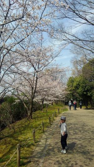 梅小路公園桜３.jpg