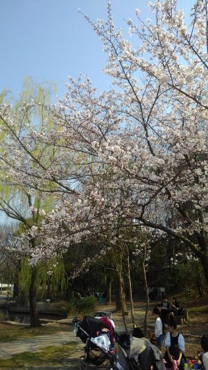 梅小路公園桜４.jpg