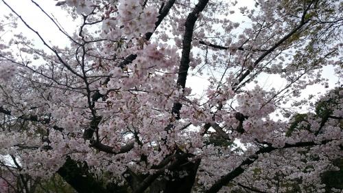 植物園　桜アップ.jpg