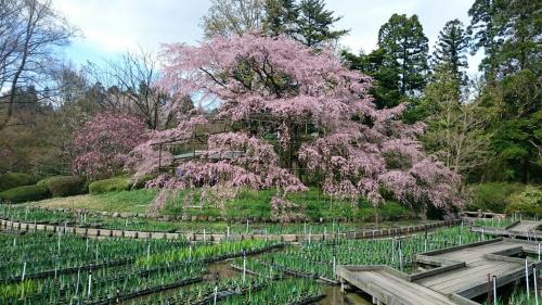 植物園しだれ桜.jpg