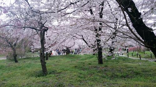 植物園桜並木.jpg