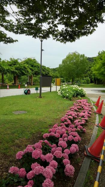 淡路島公園あじさい.jpg