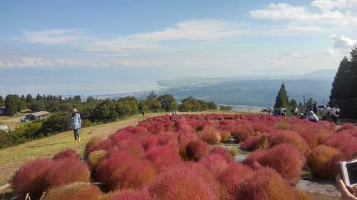 箱館山コキアと琵琶湖.jpg