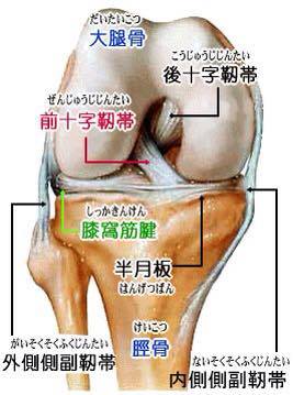 膝関節2.jpg