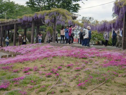 芝桜と藤2014.jpg