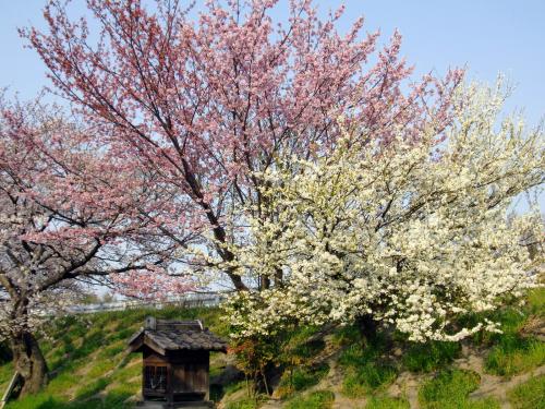 長岡京の桜２.jpg