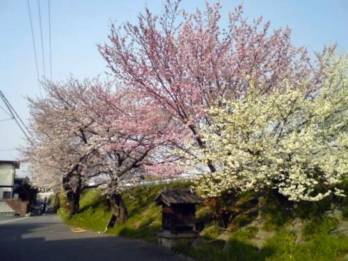 長岡京の桜.jpg