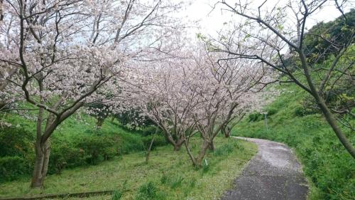 長崎の桜.jpg