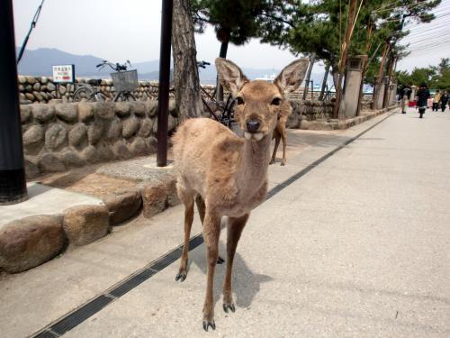 Ｈ26宮島の鹿.jpg