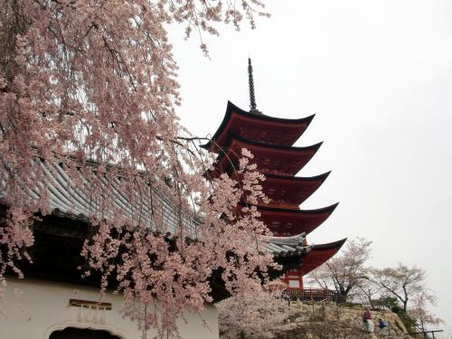 Ｈ26宮島五重塔と桜.jpg