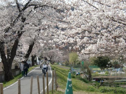 H25春嵐山近くの桜.jpg