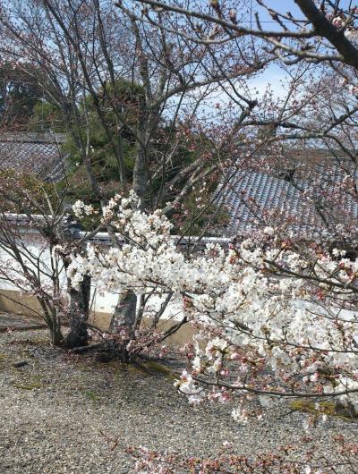 光明寺桜2016.jpg