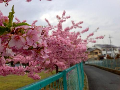 第六向陽小学校桜.jpg